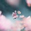 Bose wireless earbuds QuietComfort Earbuds, pink