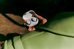 Bose wireless earbuds QuietComfort Earbuds, white