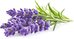 Click & Grow Plant Pod Lavender 9pcs