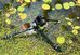 Laowa 24mm f/14 2X Macro Probe Canon RF (Standard)