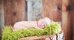 Newborn Fur Nest Pink Bubble Gum SBGF