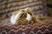 Carl Zeiss 50mm F/1.4 Planar T*
