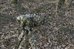 Tragopan 3D Camo sleeve for Small and Medium telephoto lens