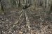 Tragopan 3D Camo sleeve for Small and Medium telephoto lens