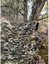 Tragopan Camo Net 2 PLY Understorey autumn