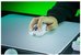 Razer Gaming Mouse | Viper V4 Pro Esports | Wireless | Razer HyperSpeed Wireless Gen-2, Wired | White