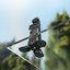 SmallRig 6361 Mini Desktop Quick Release Tripod with USB-C for DJI Osmo Pocket 4P / 4 / 3