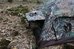 Tragopan Photo Hide HOKKI V3 thumbhide