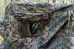 Tragopan TENT FOR LAGOPUS