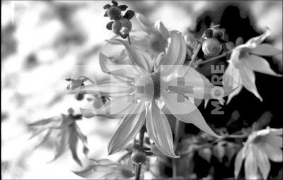Adox HR-50 B/W film 135/36
