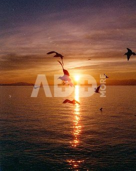 Candido film Colour 800/36