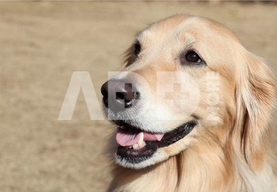 Canon EOS R10 + RF-S 18-150mm + Mount Adapter EF-EOS R