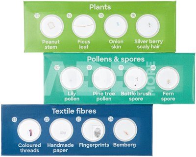 Discovery Flora 12 Prepared Slides Set