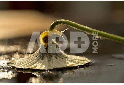 Nikon NIKKOR Z MC 105mm F2.8 VR S