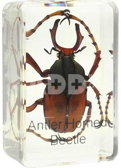 Prepared slide - stag beetle, Omegon