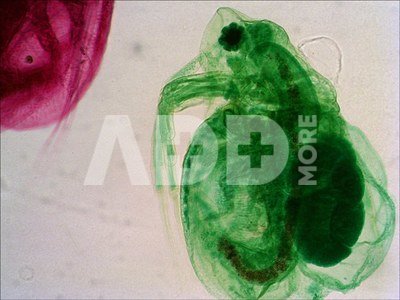 (RU) Levenhuk N80 NG "See it all" Slides Set