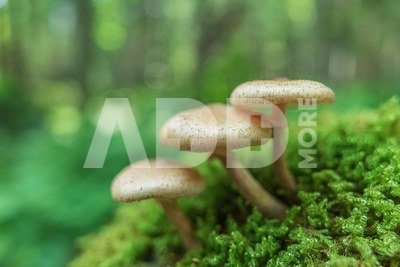 TAMRON 20MM F/2.8 DI III OSD M1:2 SONY FE