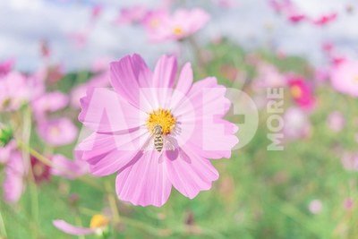 TAMRON 20MM F/2.8 DI III OSD M1:2 SONY FE