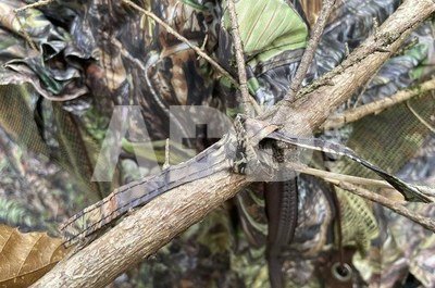 Tragopan TENT FOR LAGOPUS