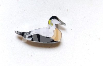 Ženkliukas COMMON EIDER / Paprastoji gaga