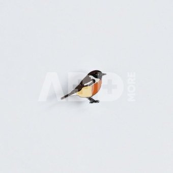 Ženkliukas EUROPEAN STONECHAT/ Juodagalvė kiauliukė