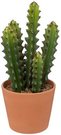 Dekoratyvinis augalas su vazonu Kaktusas D12xH30 cm Atmosphera 189122