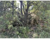 Tragopan Camo Net 2 PLY Understorey autumn
